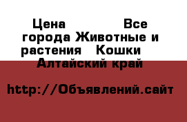 Zolton › Цена ­ 30 000 - Все города Животные и растения » Кошки   . Алтайский край